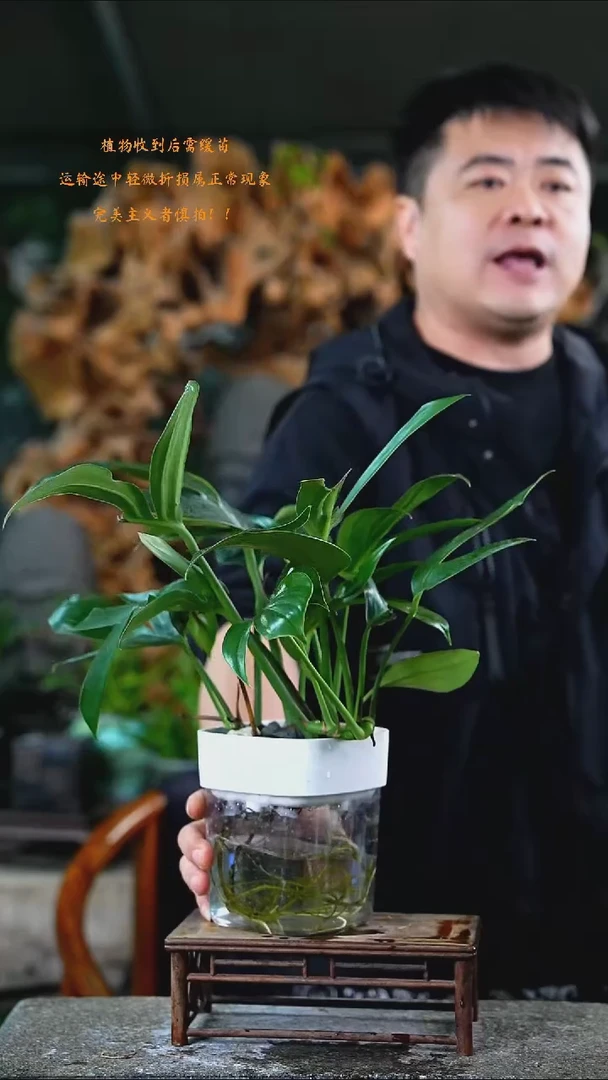 完全开放麒麟尾488T
