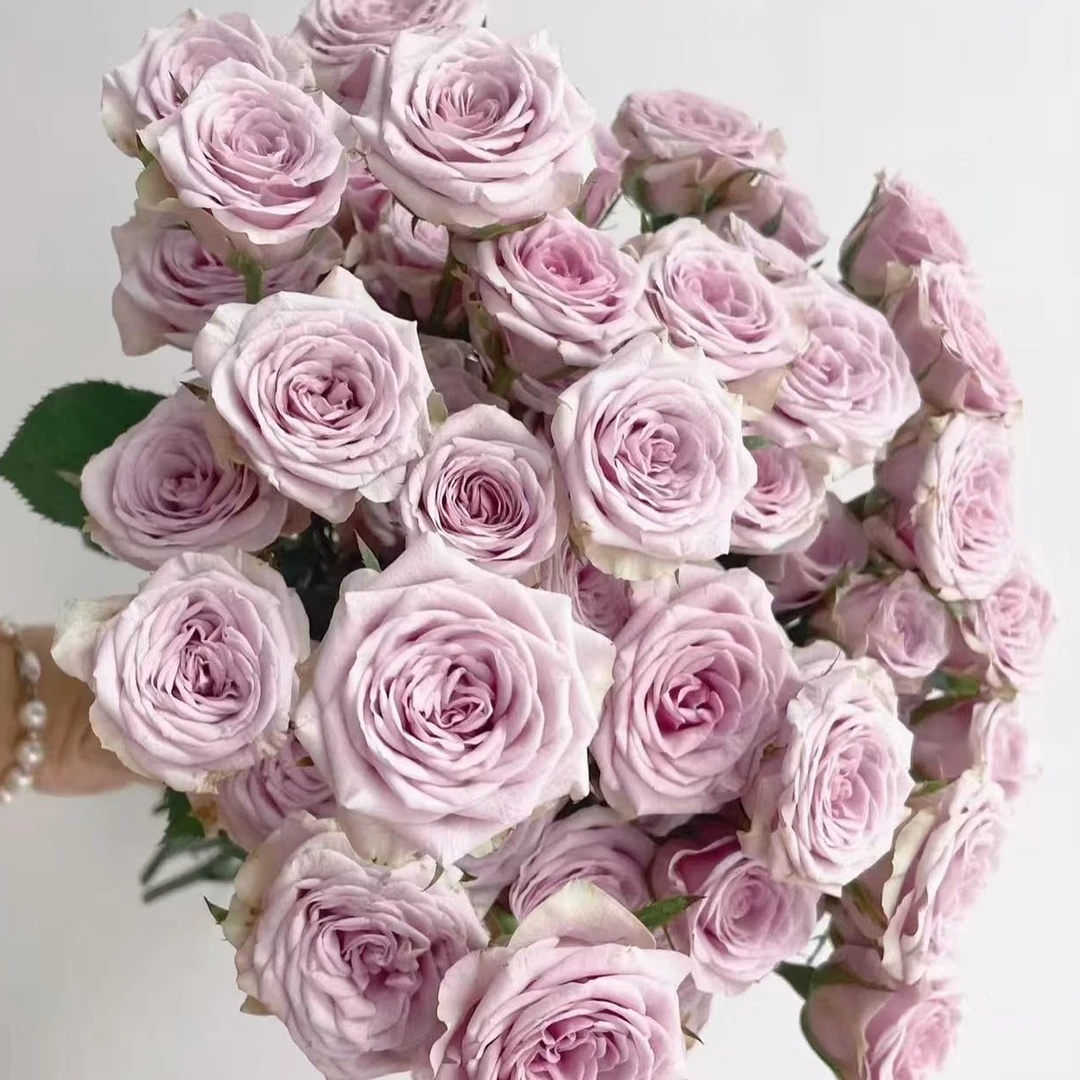 （牛牛甄选）AA级莱拉多头玫瑰 云南基地现采现发 一单也包邮