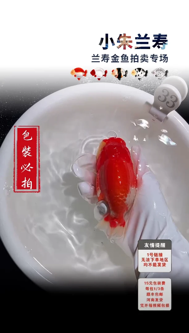 金鱼包装必拍未拍顺丰到付33号