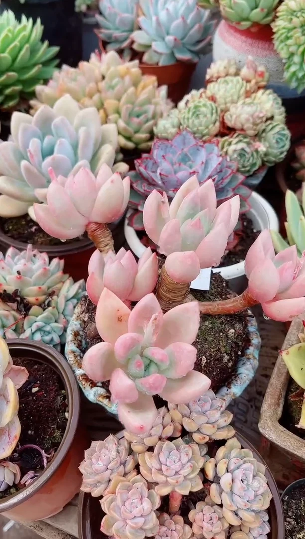 15211多肉植物一物一拍