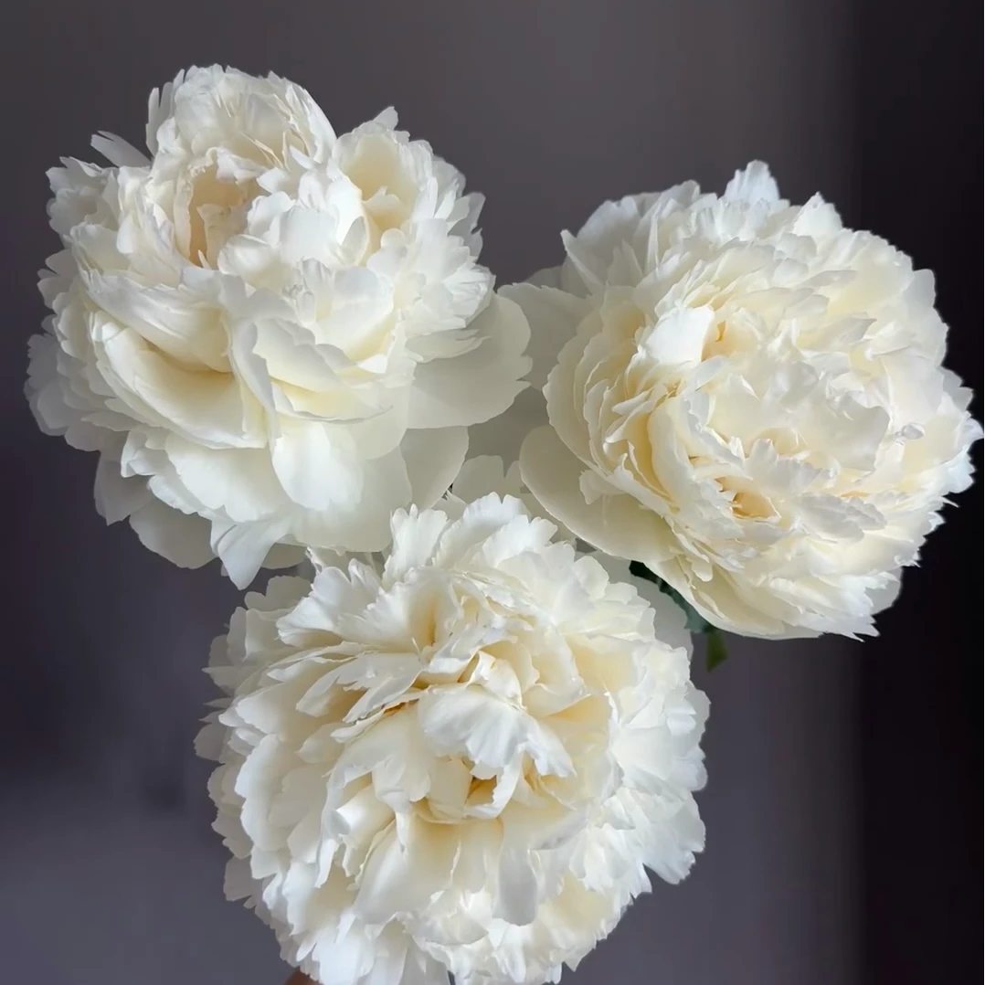 [母亲节福利-奶油碗]菏泽芍药鲜切花  菏泽基地直发