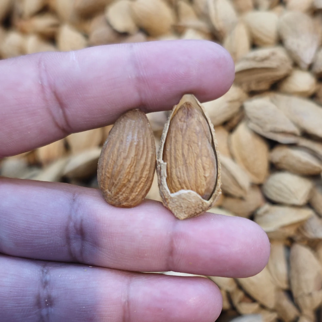 巴旦木 BADAM بادام