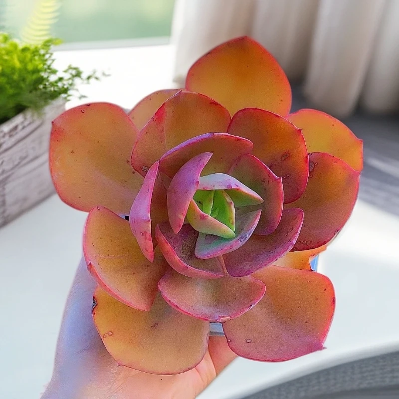 初吻  多肉植物【多肉满15包邮】脱土发 以直播实物为准 养护