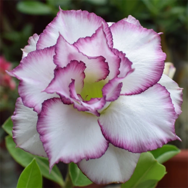 腾泓沙漠玫瑰 52+水中花 重瓣沙漠玫瑰经典花色品种大花爆花款