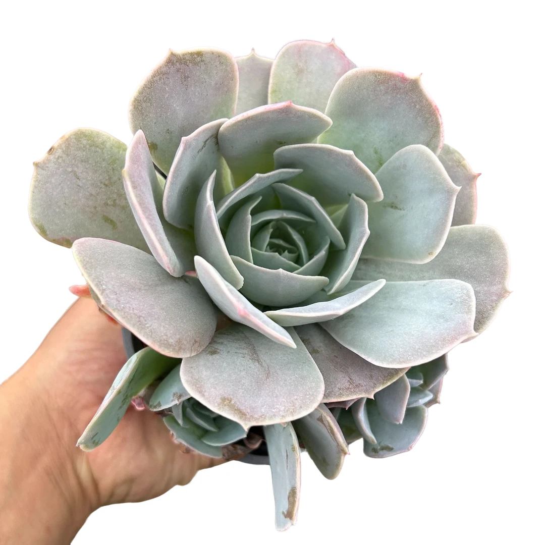 圣卡洛斯带盆土 多肉植物室内绿植净化空气