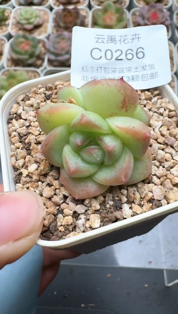 266C云禹多肉植物 带盆土纸巾打包 3颗包邮