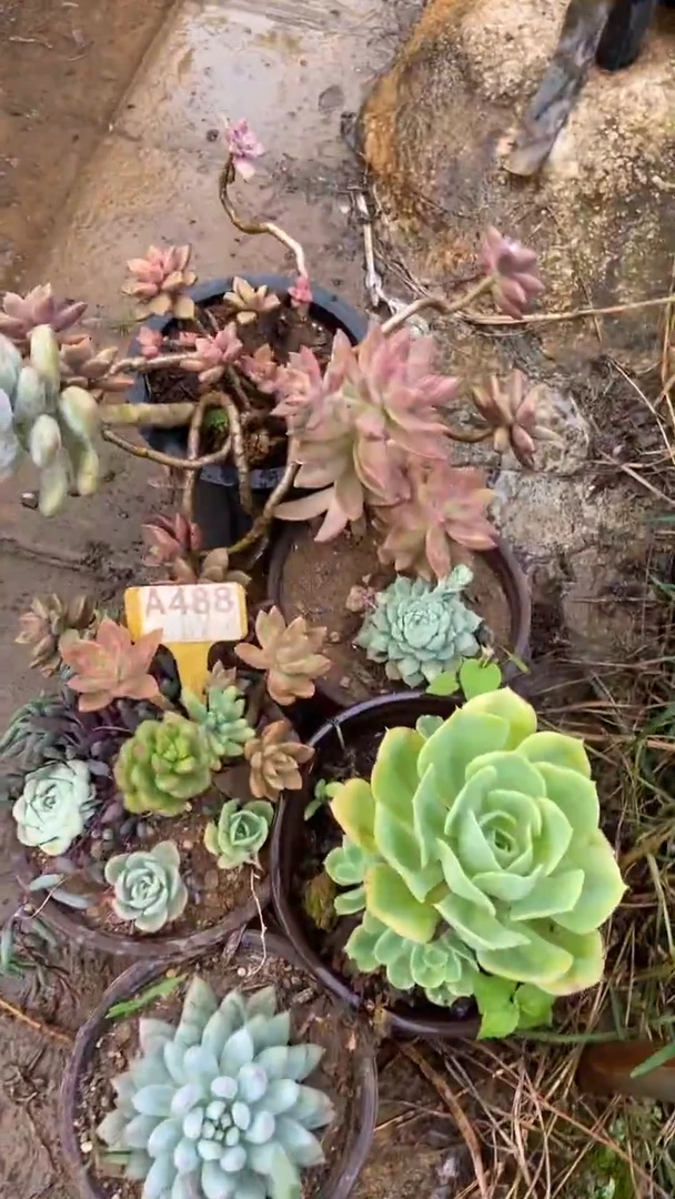 A488闪购清风花木兰多肉组合脱土发货