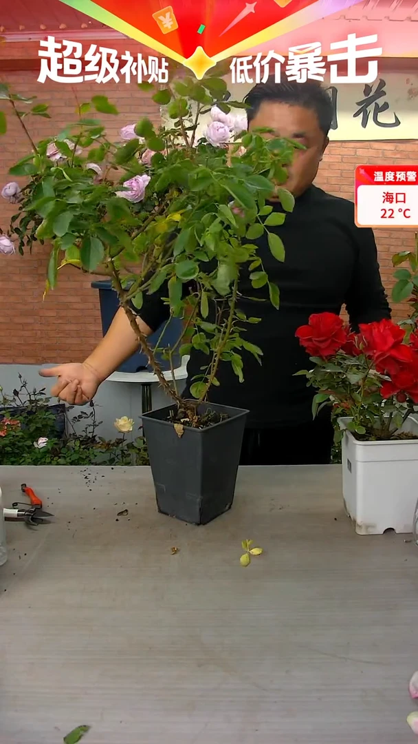 当前无花朵，栽培后可花朵胭脂香水600