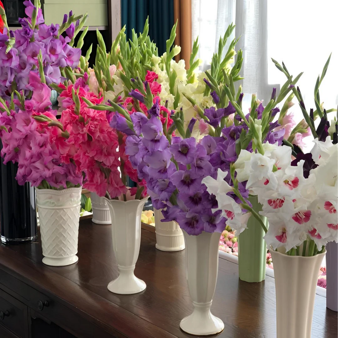 香水剑兰花种球唐菖蒲庭院阳台盆栽花卉绿植切花植物球根好养易活