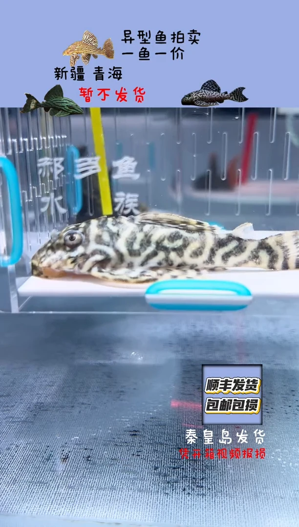 清道夫8.5+不包入缸损28