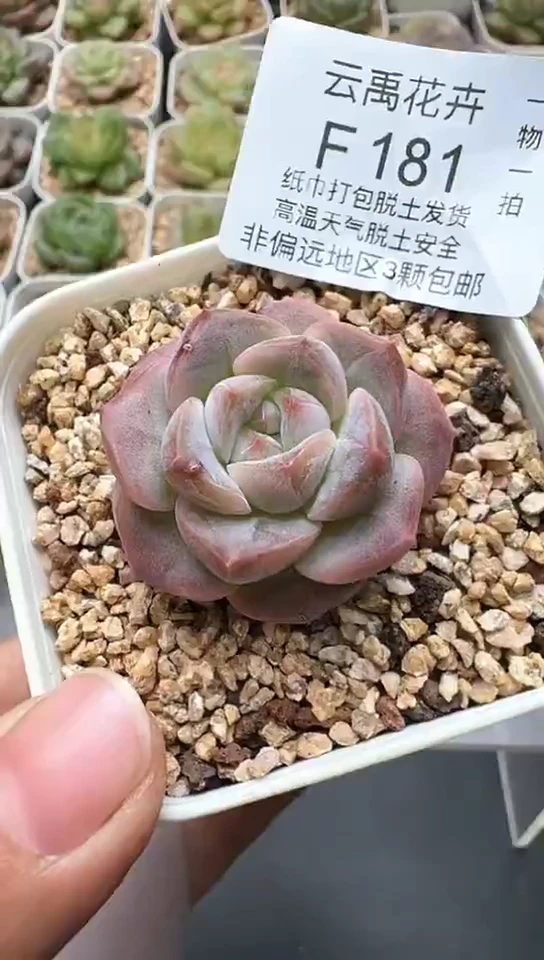 181F云禹多肉植物 默认脱土纸巾打包 3颗包邮