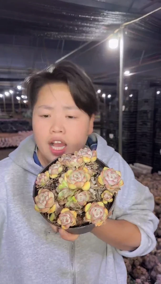 艾格利亚玫瑰9.99