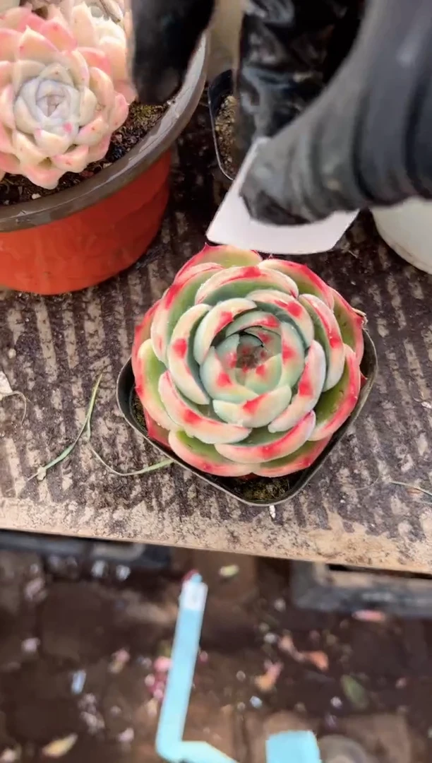 柚**?多肉植物一物一拍03388