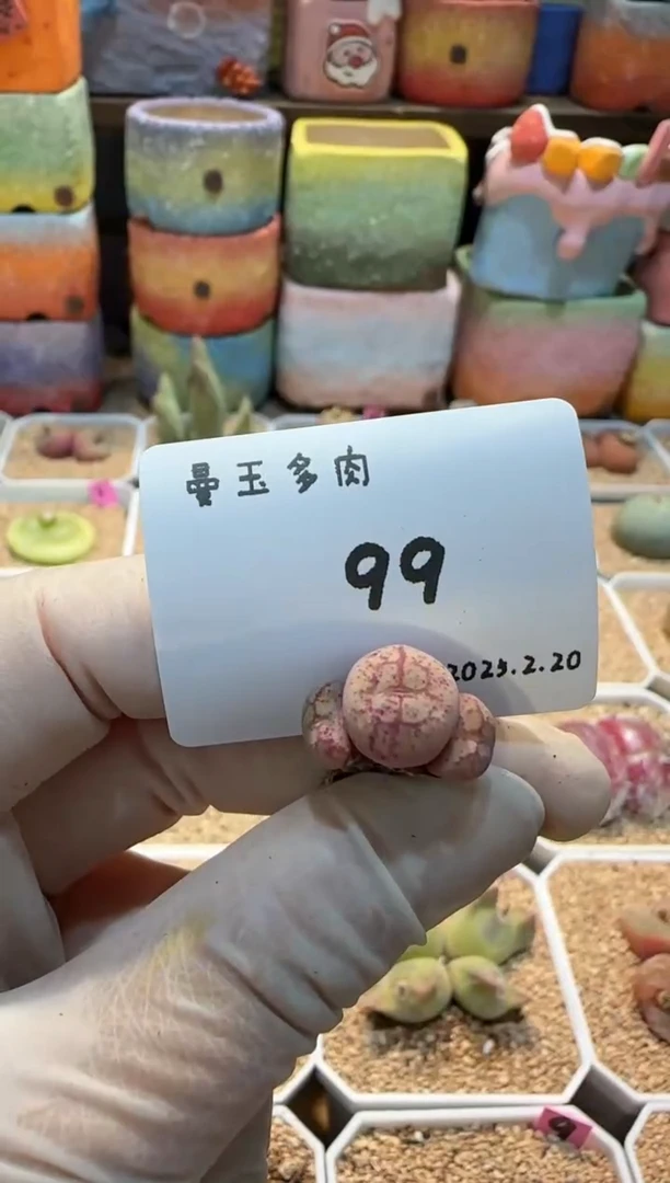 【闪购商品】25.2.20-99