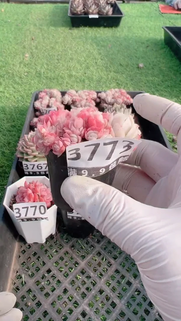 【闪购商品】信福多肉一物一拍