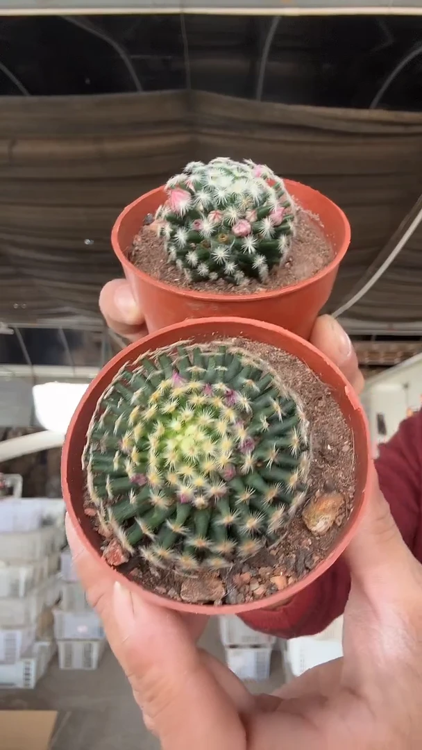 实生明星一颗9.99