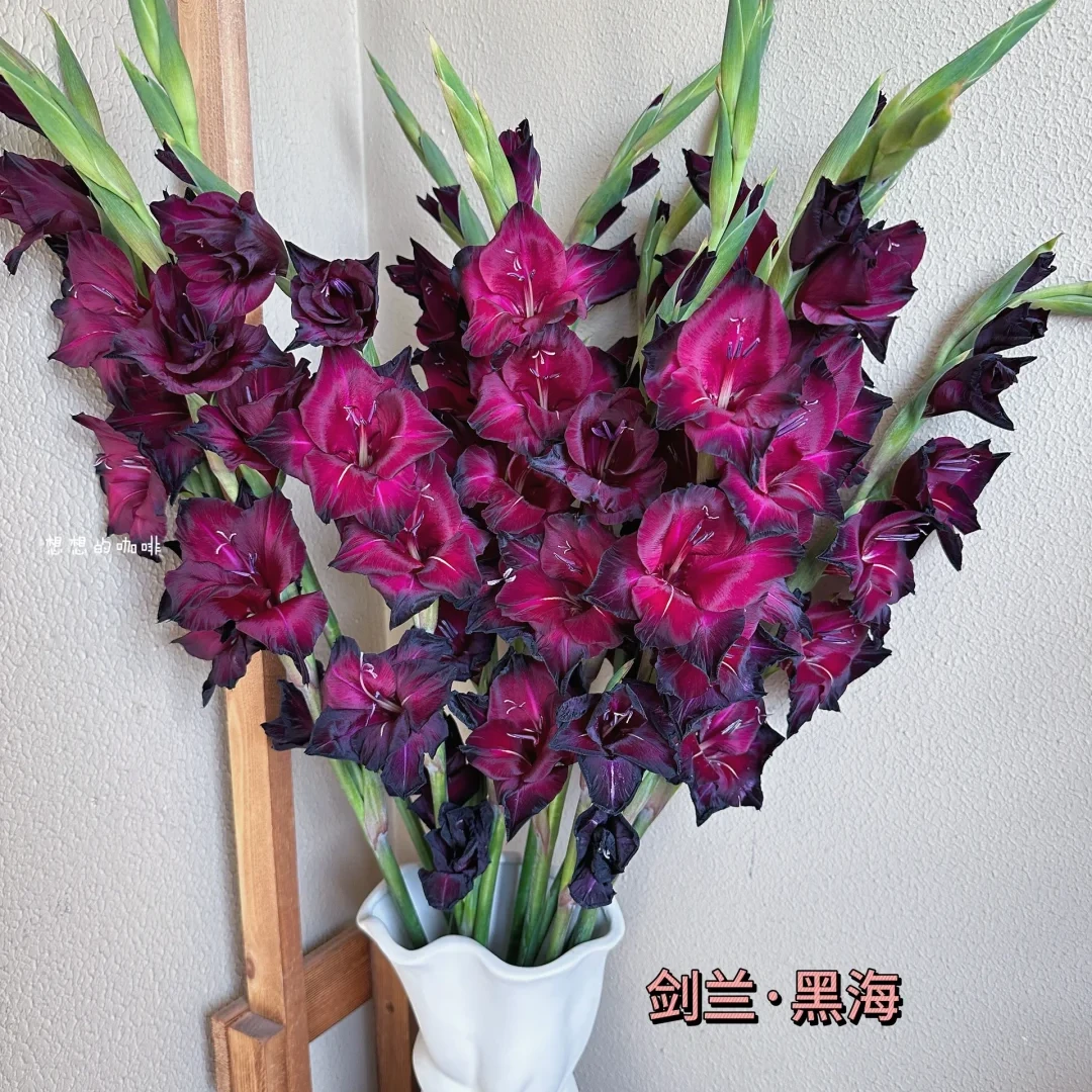 （田主推荐）稀有黑海剑兰【全店任意满两件发顺丰京东】云南剑兰鲜花