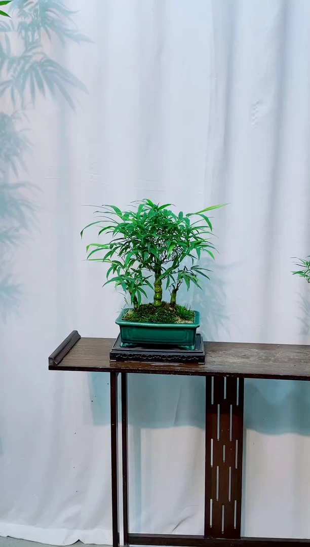 无花朵竹子盆景竹子盆景