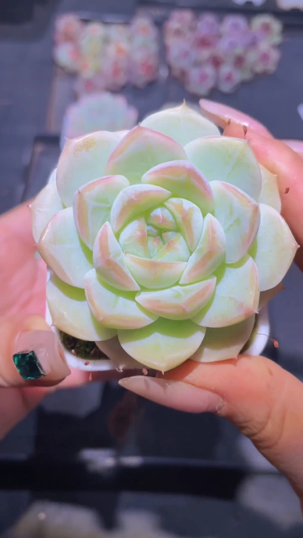 037蜡像量拍随机发一颗