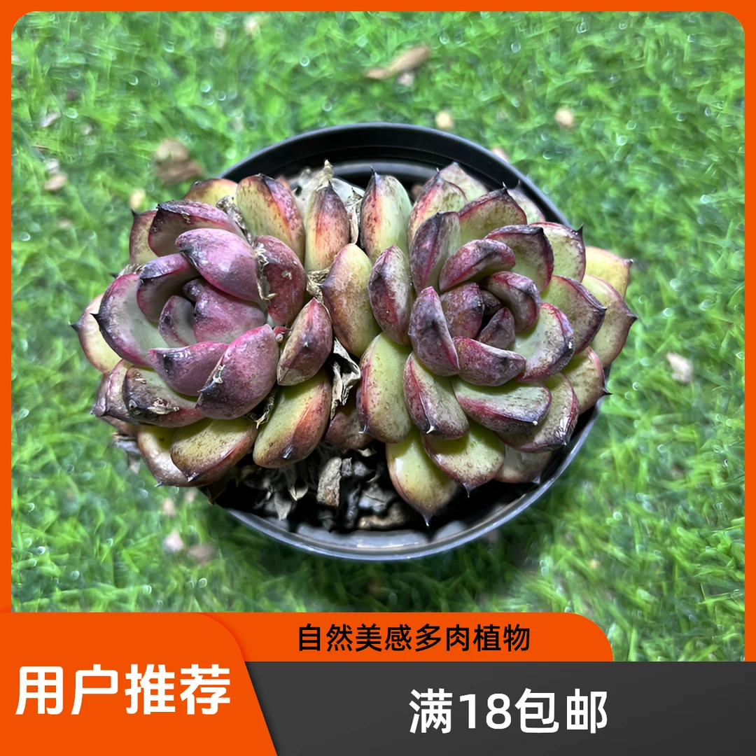 紫水晶多肉（带盆）  【满18包邮】 以直播间展示为准 新手好养