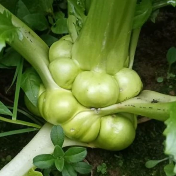 【涪陵邮政】涪陵青菜头5斤包邮