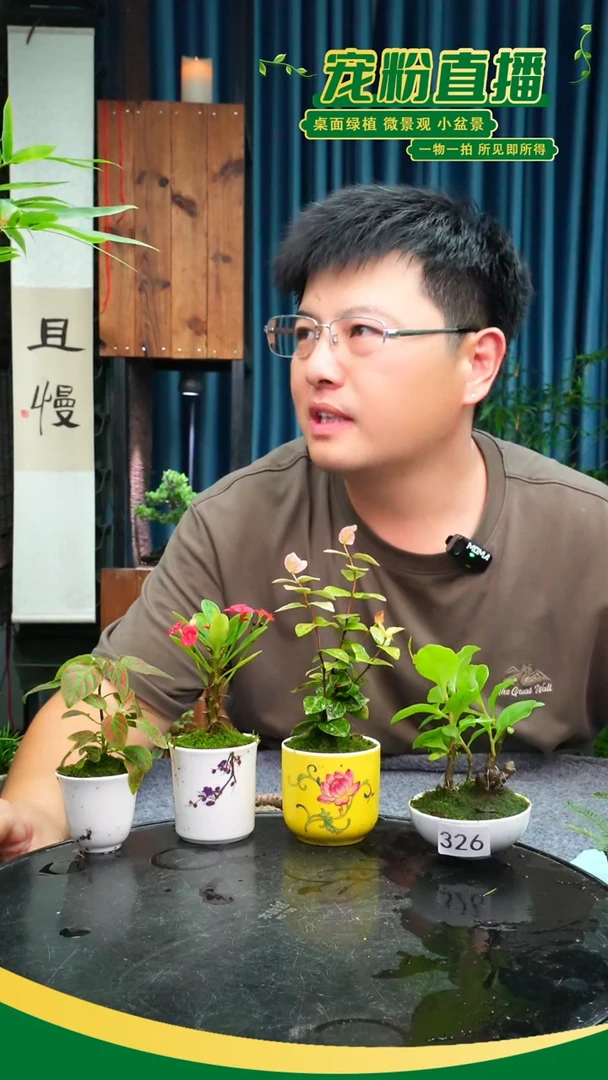 无花朵Z****i苔藓微景观326号