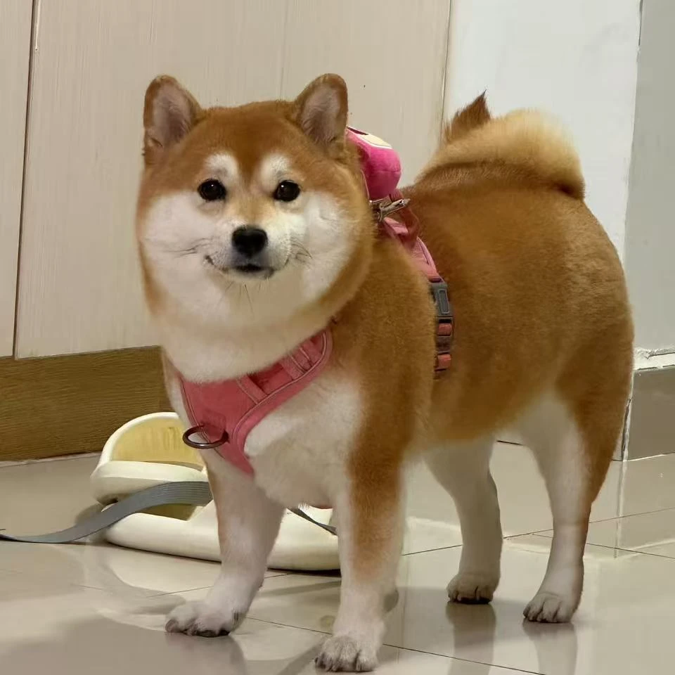 茉荔家柴犬活体狗狗