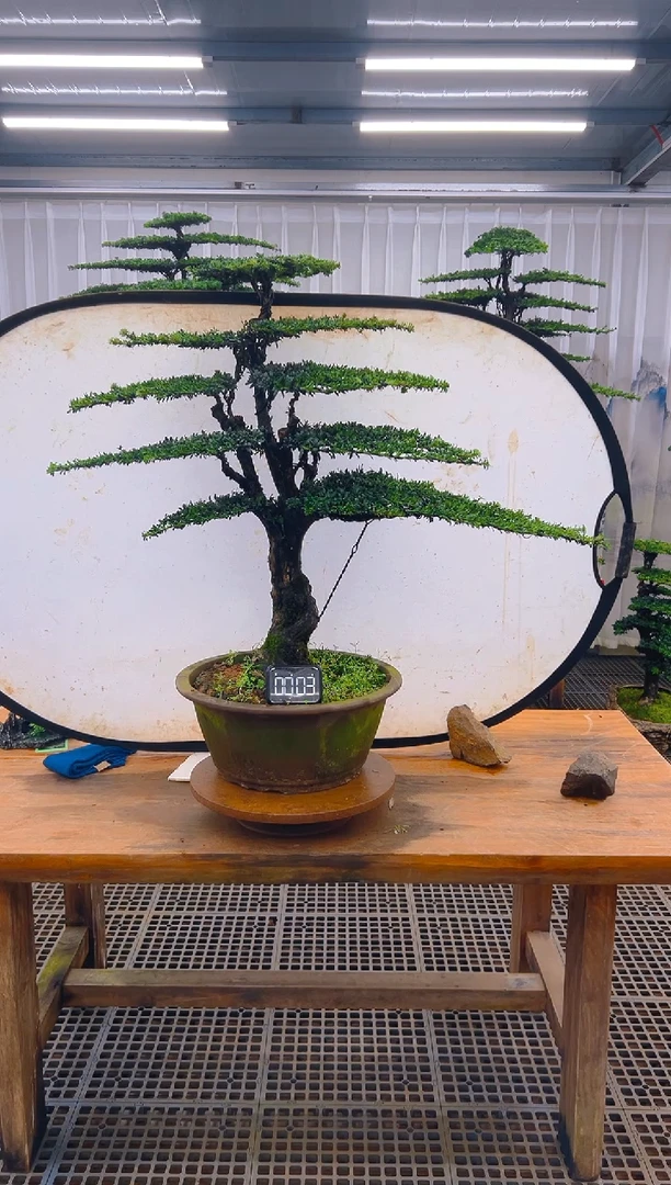 无花朵精品盆景直播间一物一拍