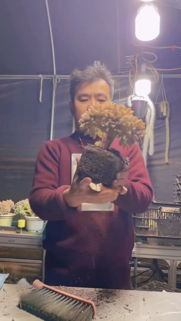 339淡雪缀化一物一拍