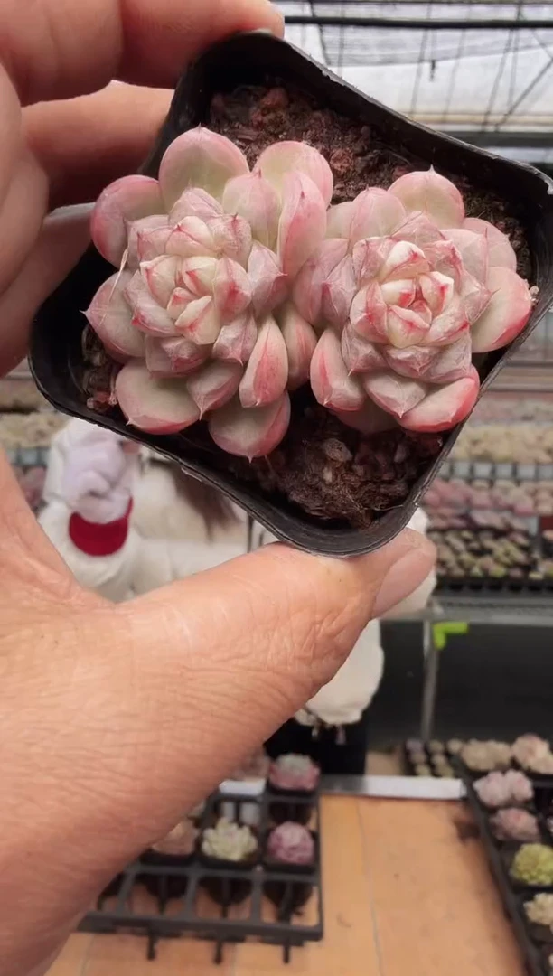 东云多肉园新款-360