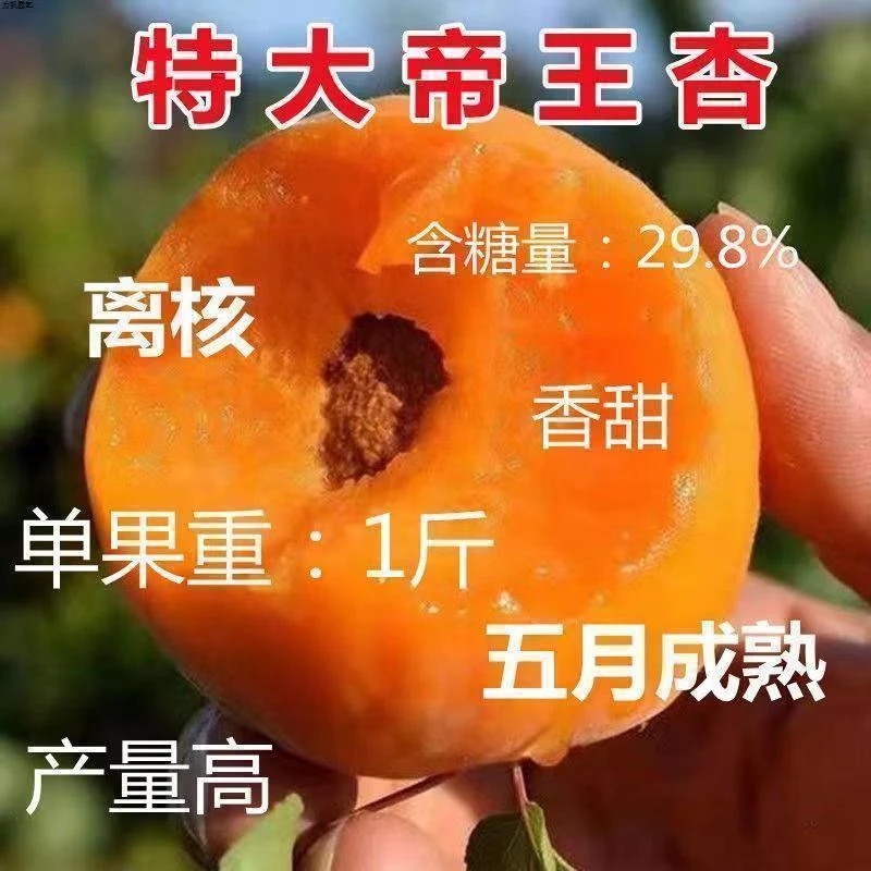 嫁接特大帝王杏树苗甜杏苗特大巨蜜王杏子苗果树苗南北方四季种植