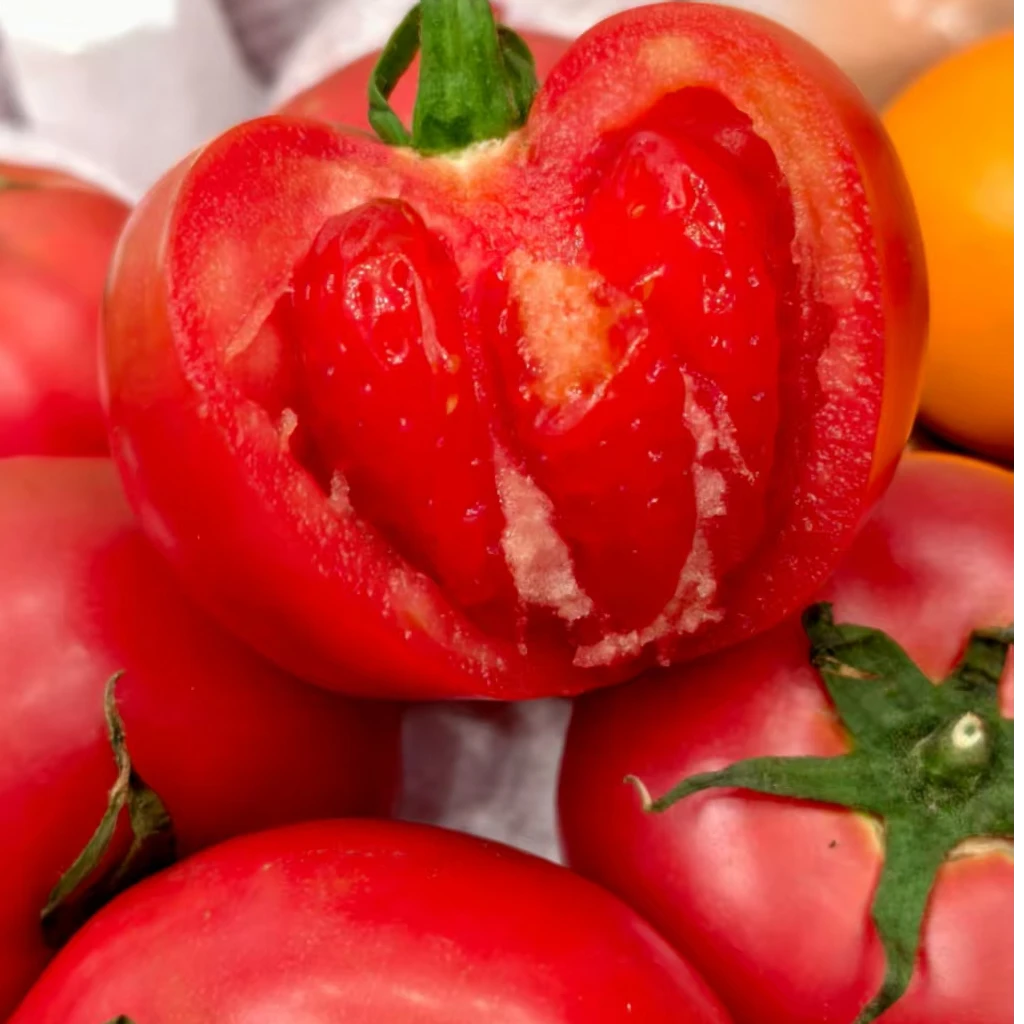 【川果域】山东普罗旺斯西红柿4.5斤单果140g+10-16个