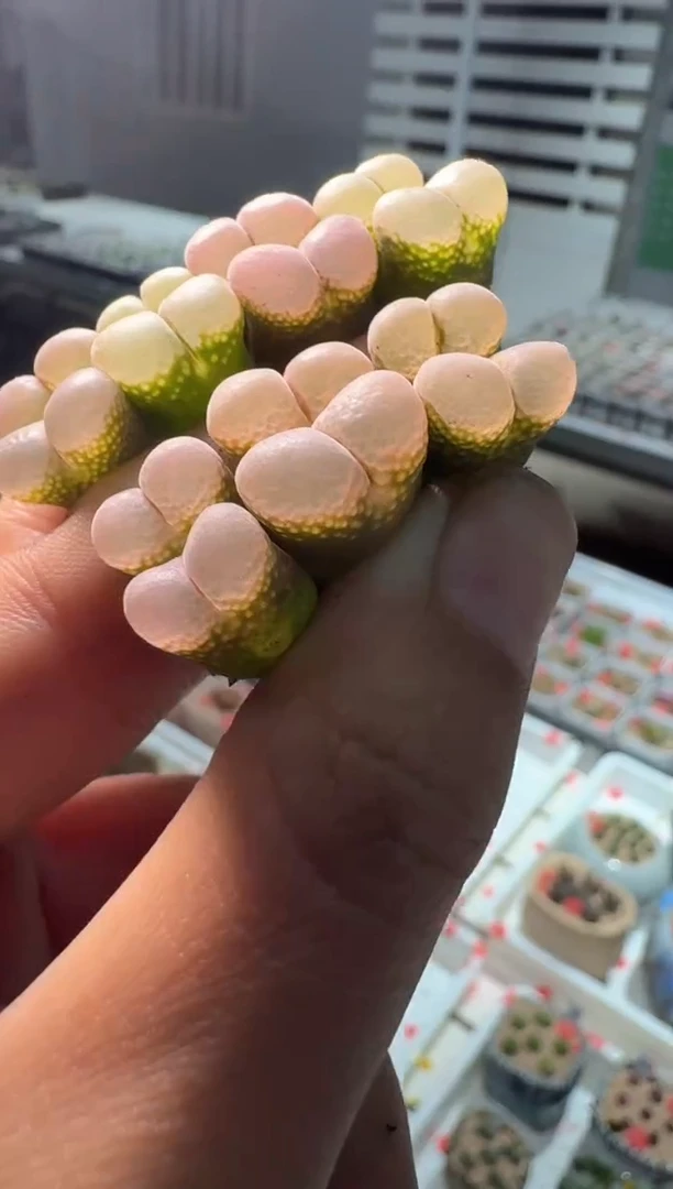 291多肉植物肉锥梦幻泡影一颗