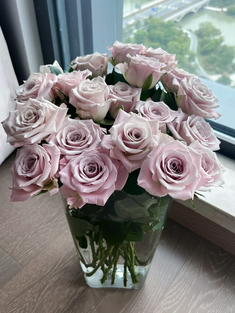 曼塔玫瑰20支【全店任意满两件发顺丰京东】云南直发鲜花鲜切花