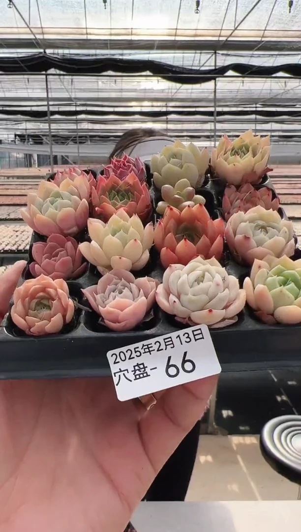 【闪购商品】穴盘-66