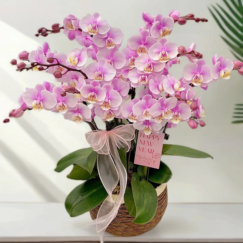 蝴蝶兰《小梅花3.5大杯》桌面花花 好养耐养美观基地直发