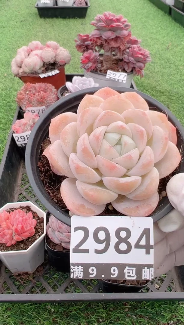 【闪购商品】信福多肉一物一拍