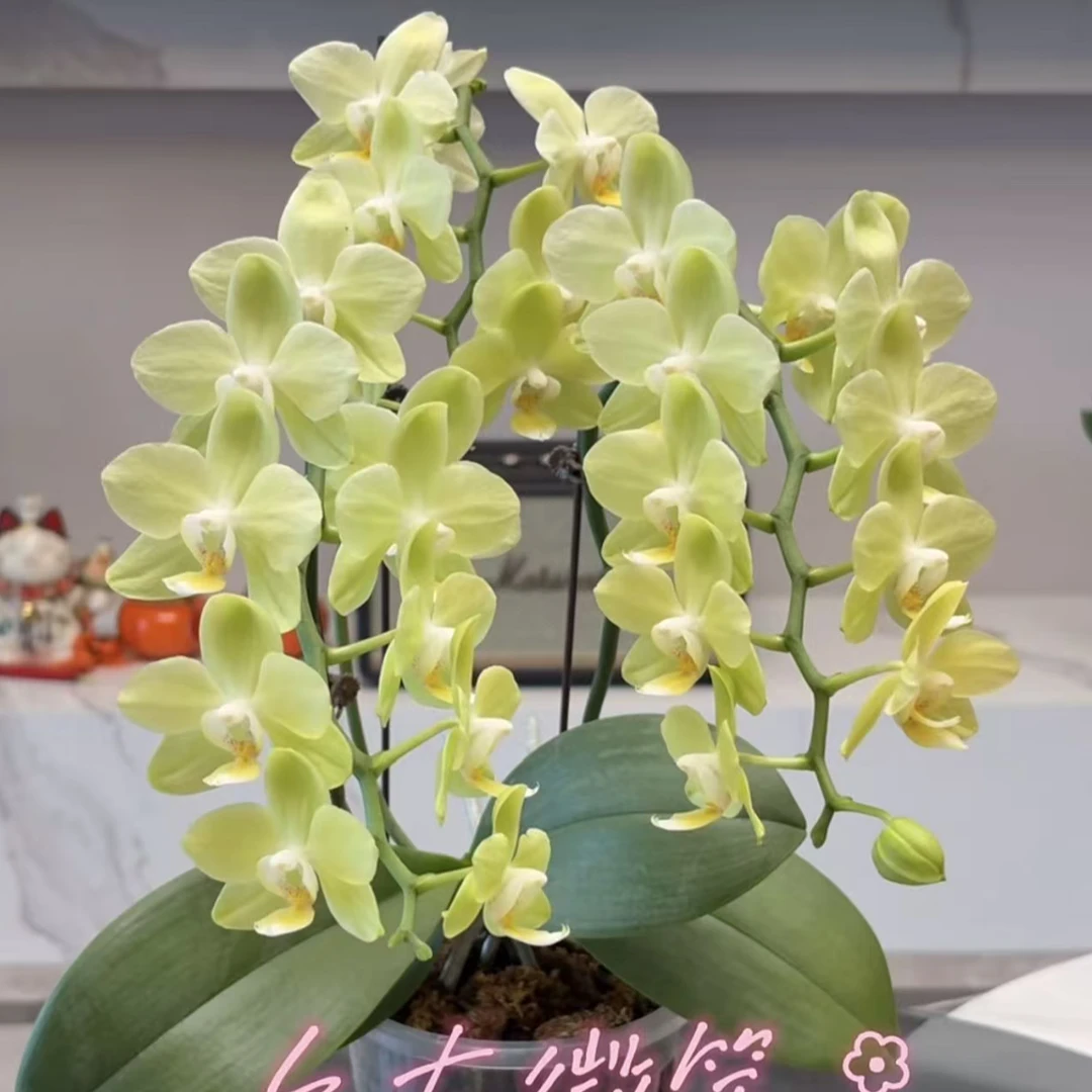 3个花剑 稀少品种 台大微笑蝴蝶兰花期6-7个月