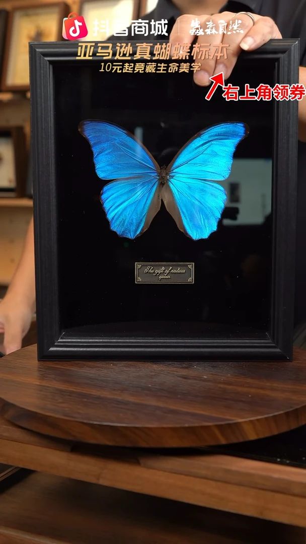 大蓝闪蝶黑绒底版10寸欧式框（带证书）