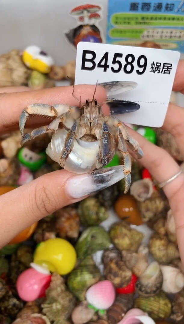 陌派甄选寄居蟹4589