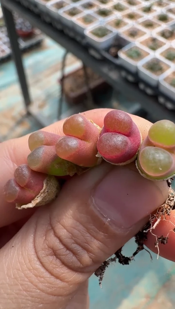 疯狂的多肉石头5黑眼豆豆x磁铁一颗