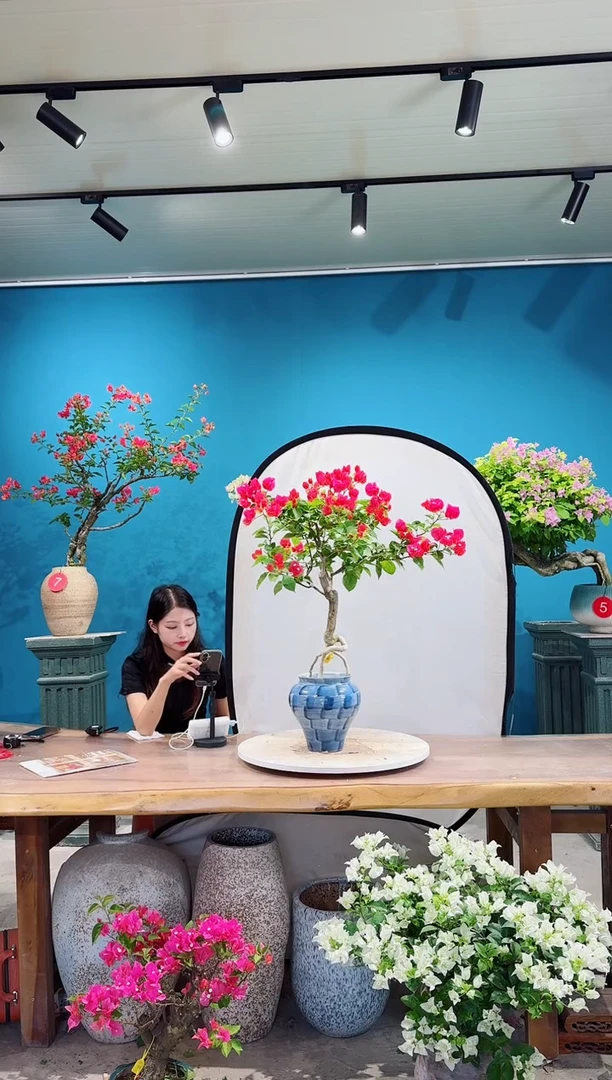 全部花朵7****8三角梅