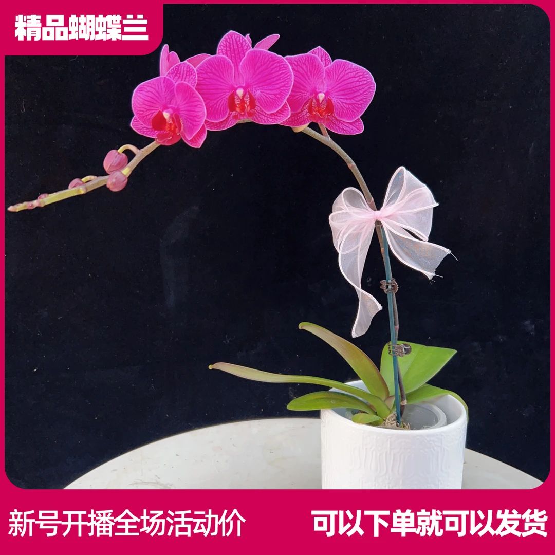 【小公主B01】任意两颗包邮 只拍一颗默认【发苗】