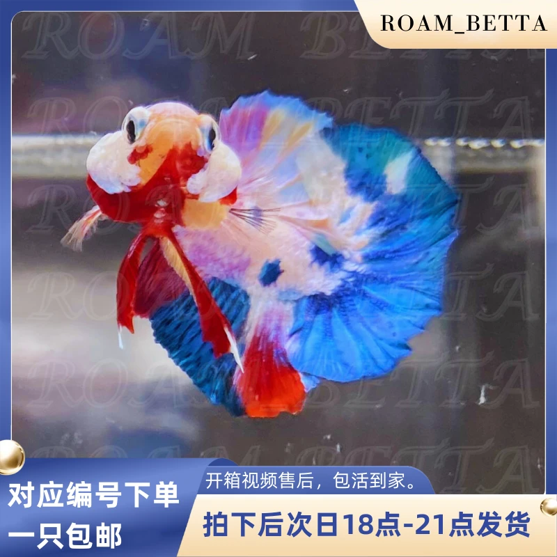 【漫游斗鱼】斗鱼链接 热带观赏鱼