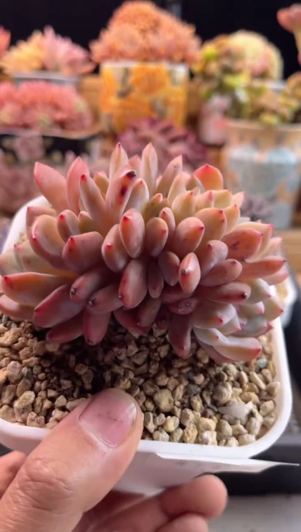 【闪购商品】2.19-64星影缀化