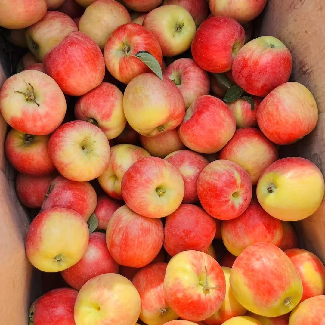 2025脆甜小苹果晨露凝香苹果带果香现摘现发应季水果孕妇3-4斤