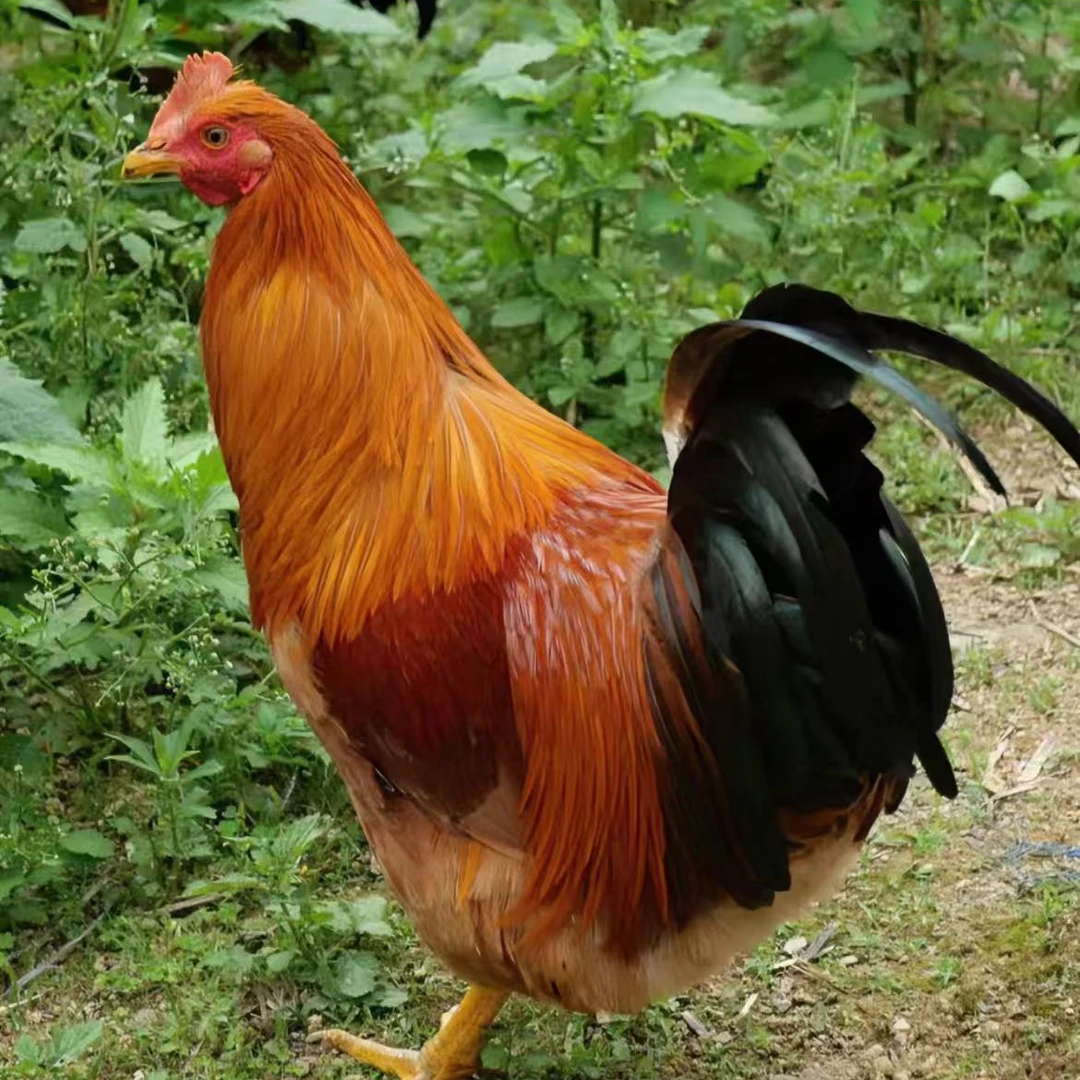 天露麻宠物鸡【手 工 阉 割】扇鸡线鸡大脚快大鸡