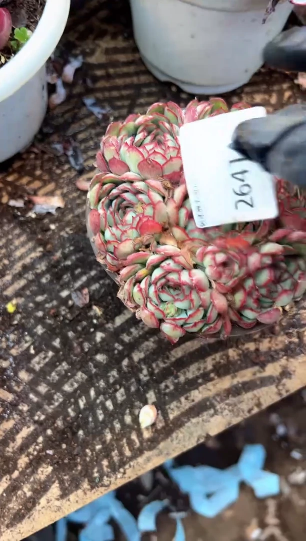 人****辉多肉植物一物一拍26414