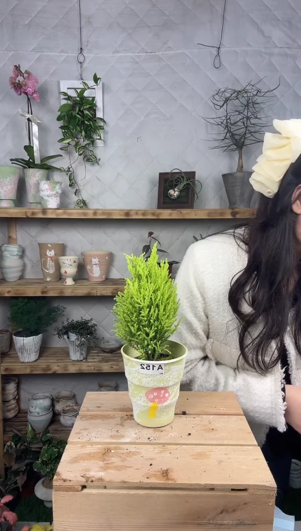 无花朵152小香松加盆一套