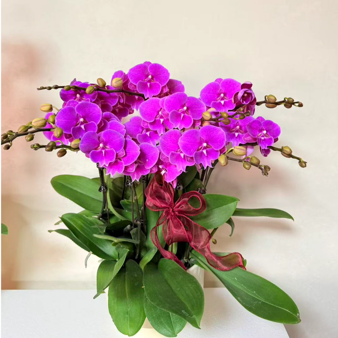 蝴蝶兰《大福星》年宵花反复开花鲜活绿植组盆带花带苞基地直发